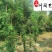黄花风铃木8-20公分出售规格齐全园林工程绿化苗木