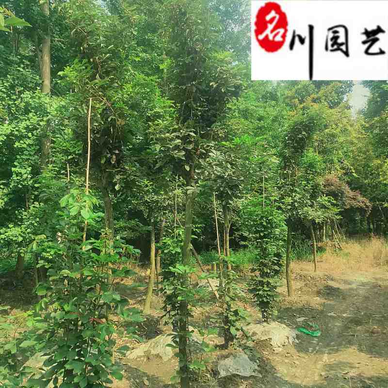 黄花风铃木8-20公分出售规格齐全园林工程绿化苗木