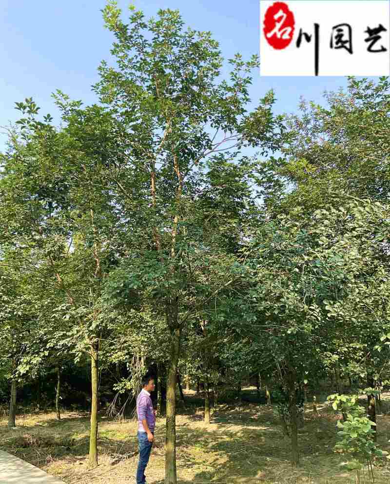 黄花风铃木8-20公分出售规格齐全园林工程绿化苗木