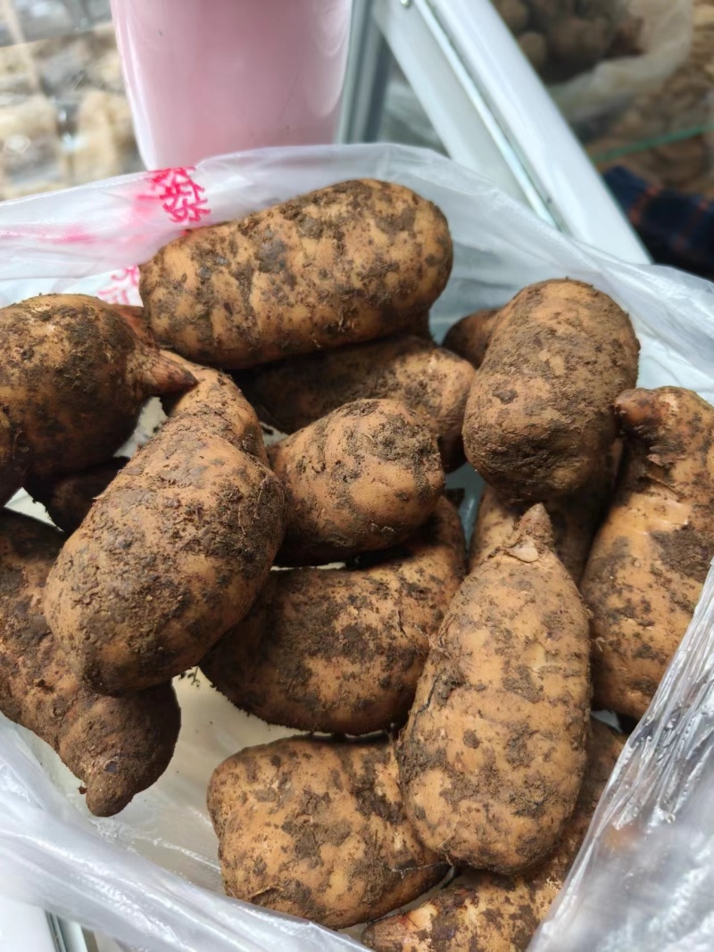 马边高山鲜天麻，现挖现发，品质保证欢迎选购