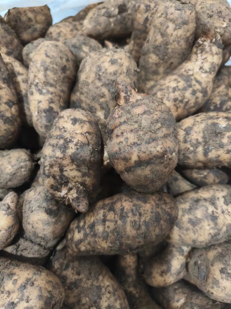 马边高山鲜天麻，现挖现发，品质保证欢迎选购
