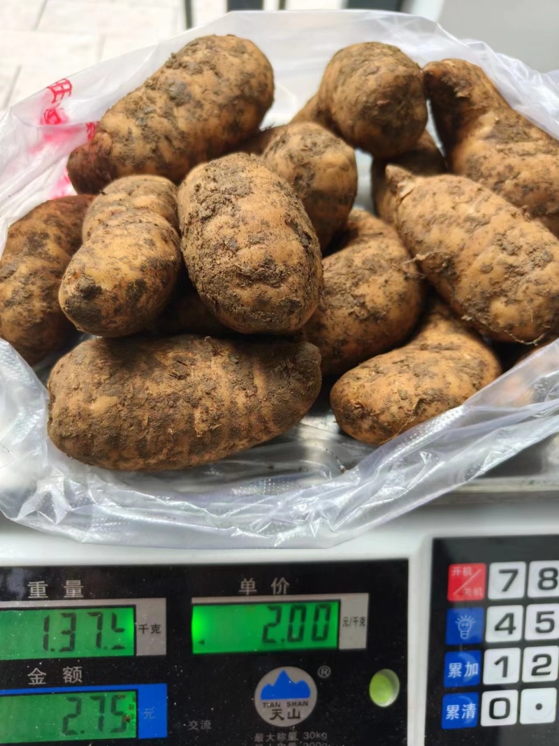 马边高山鲜天麻，现挖现发，品质保证欢迎选购