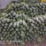品质博洋甜瓜博洋9博洋61大量供应品质保证