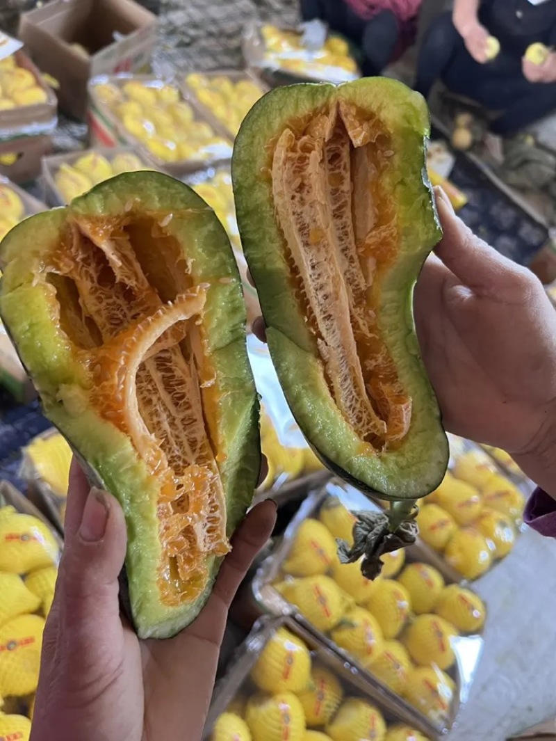 品质博洋甜瓜博洋9博洋61大量供应品质保证