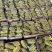 品质博洋甜瓜博洋9博洋61大量供应品质保证