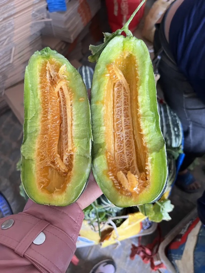 品质博洋甜瓜博洋9博洋61大量供应品质保证