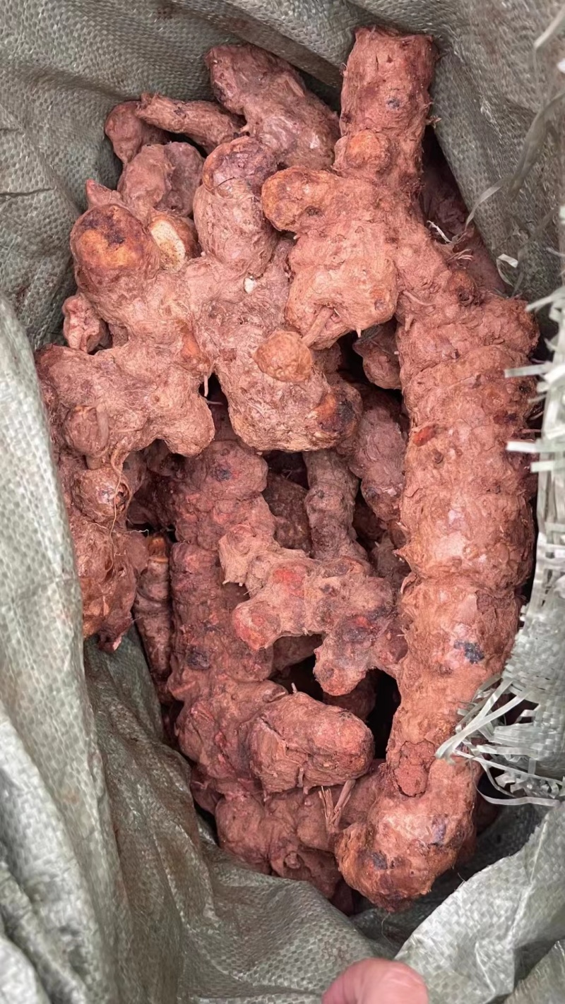 【优选】土茯苓干货对接全国质优价低品质保证