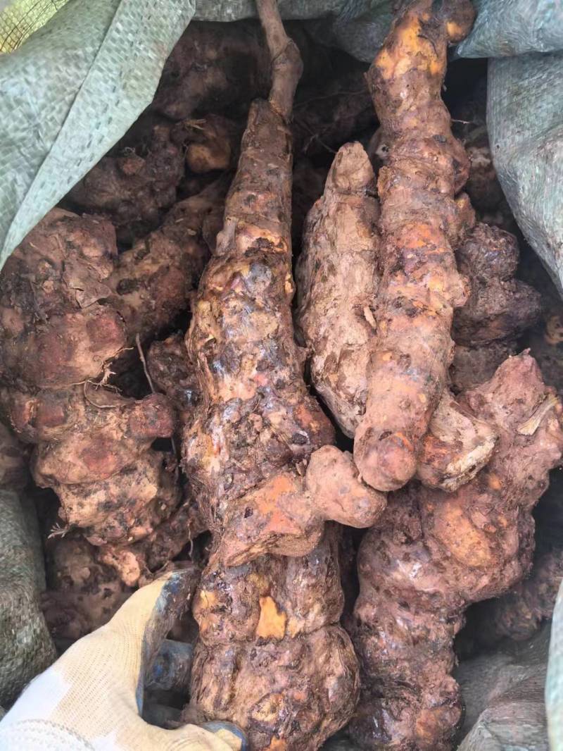 【优选】土茯苓干货对接全国质优价低品质保证
