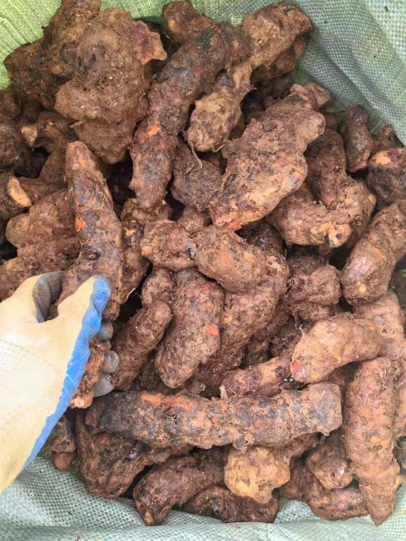 【优选】土茯苓干货对接全国质优价低品质保证