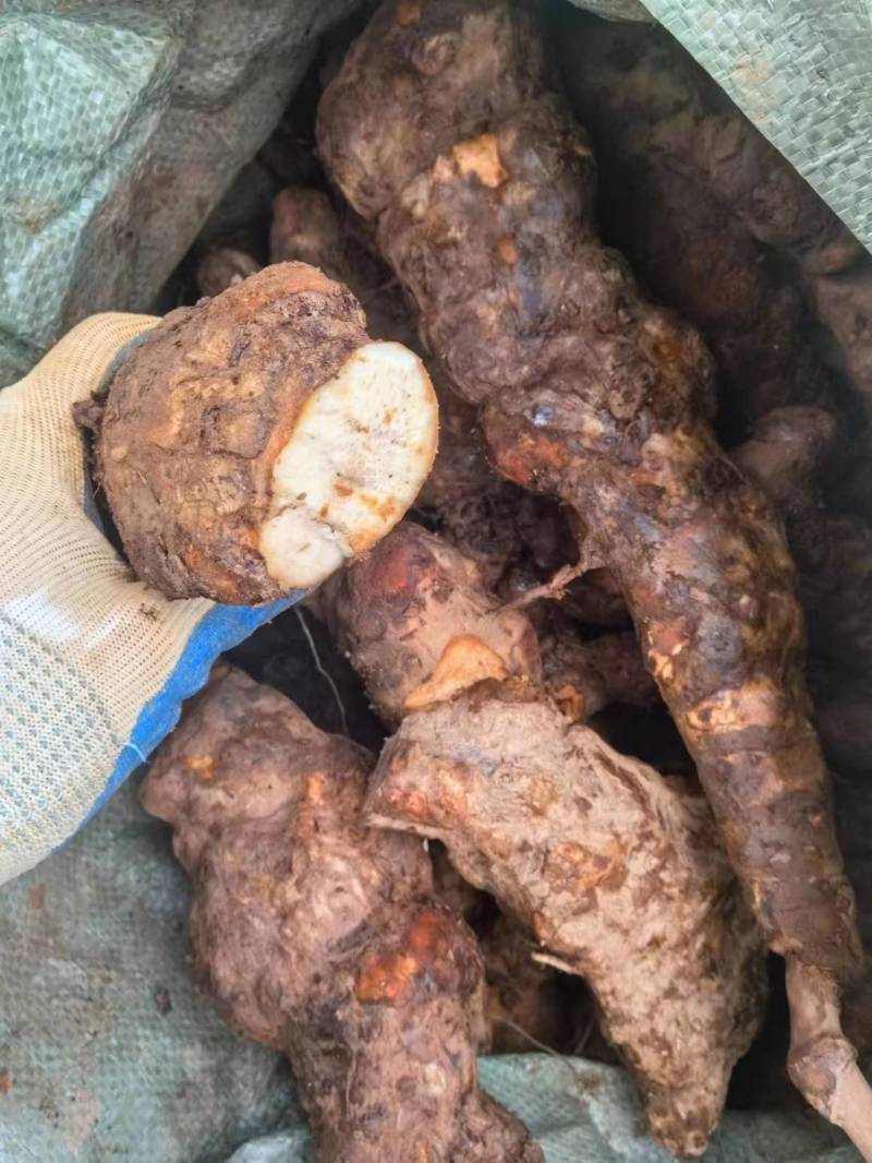 【优选】土茯苓干货对接全国质优价低品质保证
