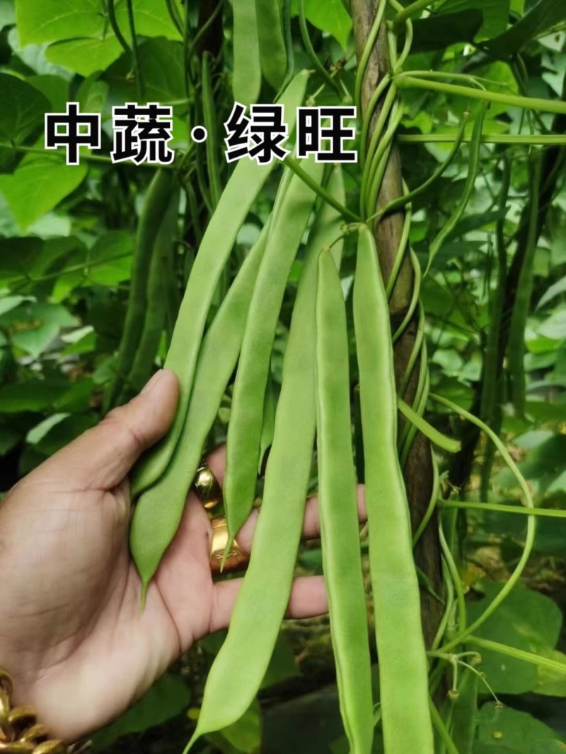 绿旺扁豆种子，三扁扁豆，青荚绿色扁条，早熟抗病，基地专用