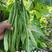 绿旺扁豆种子，三扁扁豆，青荚绿色扁条，早熟抗病，基地专用