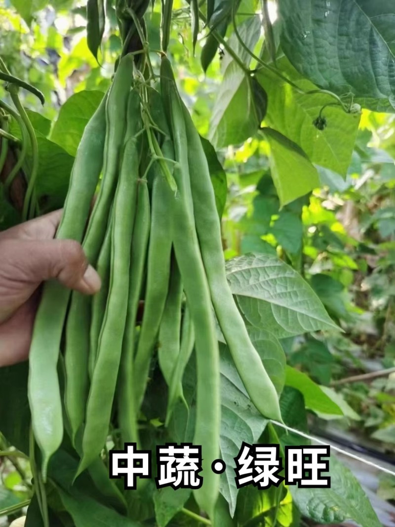 绿旺扁豆种子，三扁扁豆，青荚绿色扁条，早熟抗病，基地专用