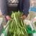 绿旺扁豆种子，三扁扁豆，青荚绿色扁条，早熟抗病，基地专用