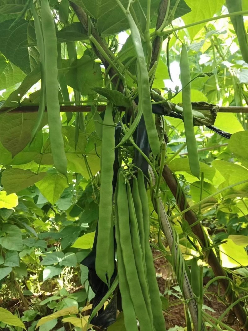 绿旺扁豆种子，三扁扁豆，青荚绿色扁条，早熟抗病，基地专用