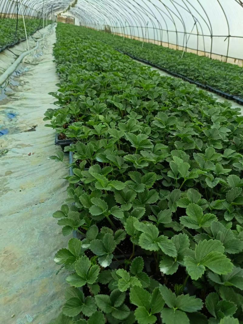 安徽草莓苗红颜草莓苗，品种齐全，价格合理，欢迎来电