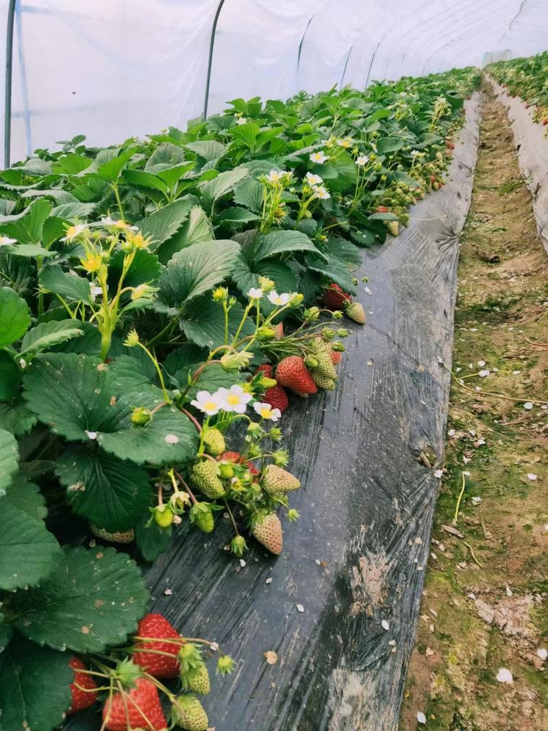 安徽草莓苗红颜草莓苗，品种齐全，价格合理，欢迎来电