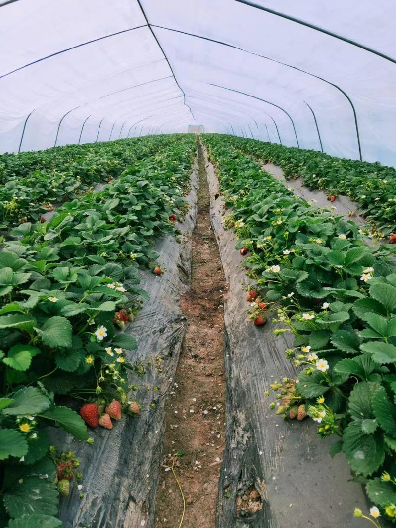 安徽草莓苗红颜草莓苗，品种齐全，价格合理，欢迎来电