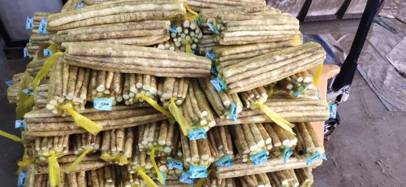 全国可发精品小白嘴山药一手货源价格优惠欢迎选购