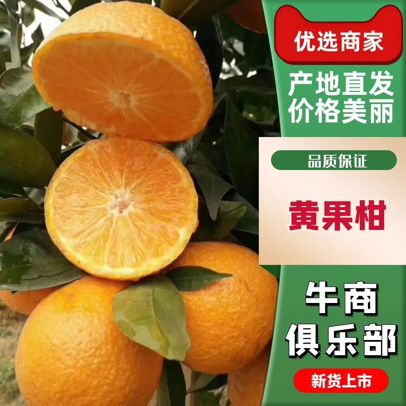 汉源石棉黄果柑皮薄多汁可视频看货原产地直供一手货源