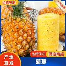 广东徐闻菠萝支持商超市场大量供应产地批发大量供应