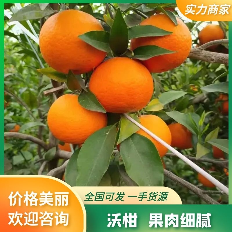 沃柑四川高山沃柑个头大味道咪甜细皮颜色火红对接市场社区团