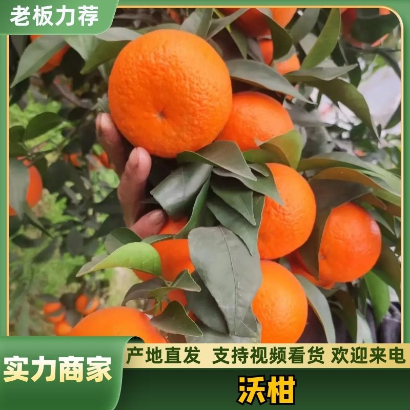 沃柑大量上市规模达万亩一手货源欢迎各位采购支持全国发货