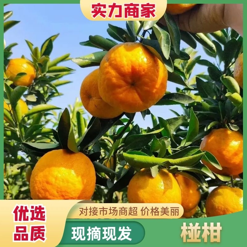 四川椪柑大量上市产地一手货源品质保证对接各大电商