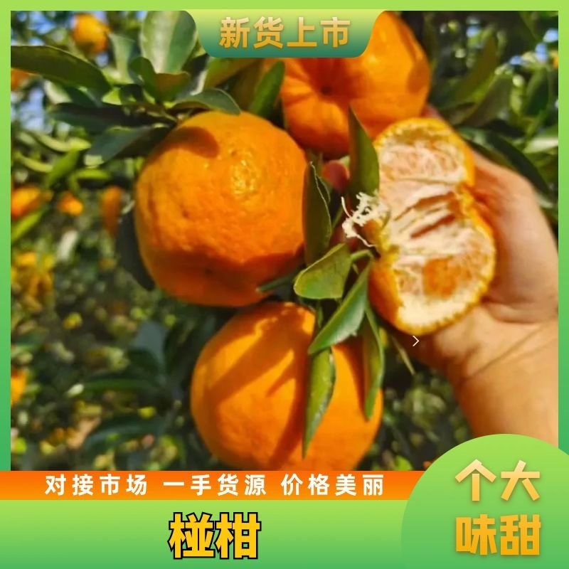 四川椪柑十万亩基地大量上市货源充足全国可发