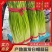 淮阳精品白帽蒜苔红帽蒜薹大量供应产区直供专业代办
