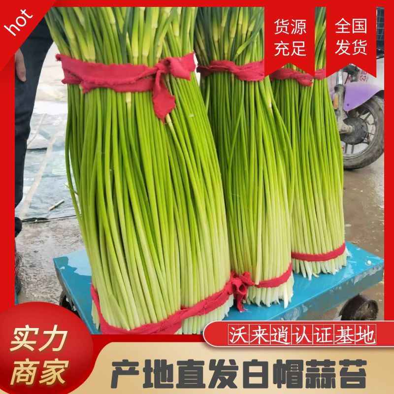淮阳精品白帽蒜苔红帽蒜薹大量供应产区直供专业代办