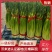 精品红帽蒜苔新蒜薹长度70公分产区一手货源大量供应