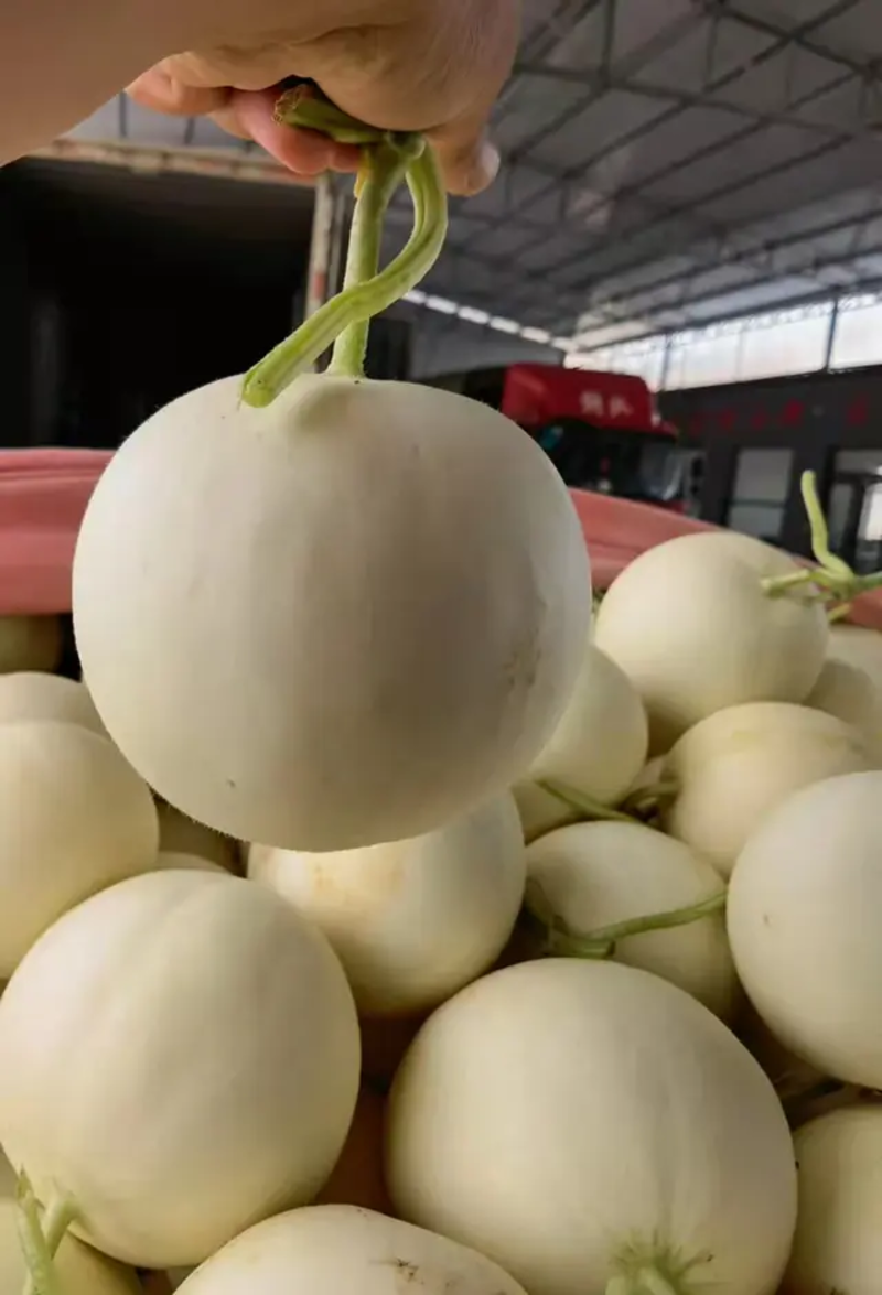 【精选】陕西阎良甜瓜产地大量发货中全国走货品质保证