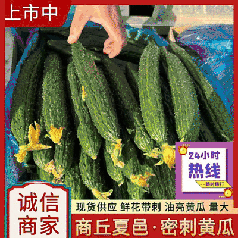 《中农106黄瓜》干花带刺25公分以上现货供应中