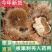 天然野生板栗刺球便宜整个毛球中药栗新鲜干板
