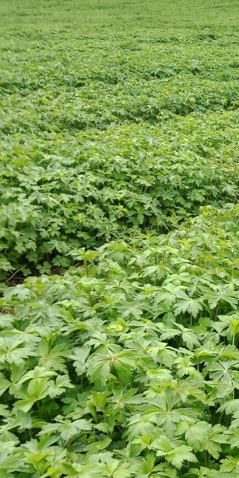 【大量现货】中华一号金莲花货源充足长期供应欢迎咨询下单