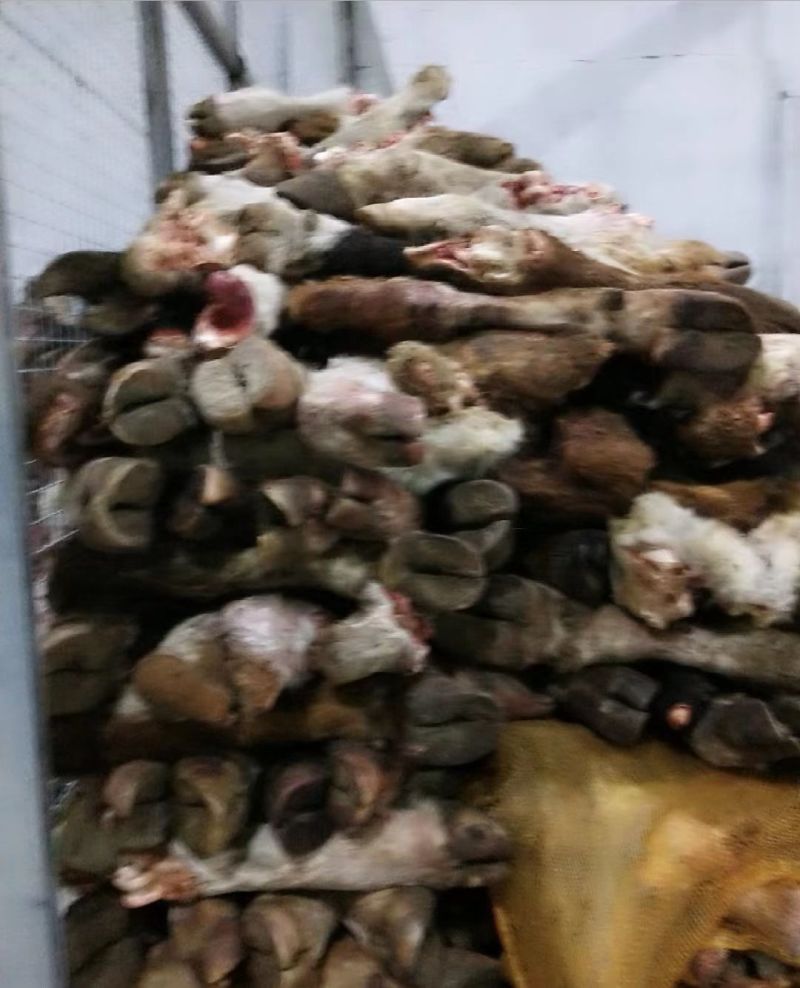 牛蹄牛脚掌带骨牛蹄一手货源价格优惠对接全国市场