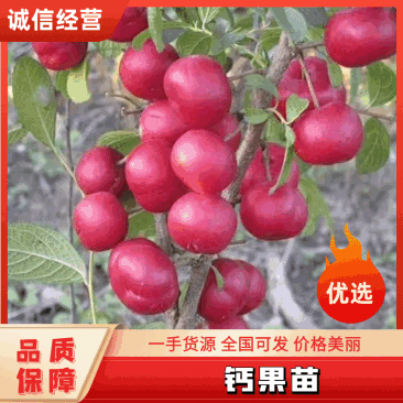 农大钙果苗9号,钙果苗采摘园卖鲜果用的品种,个头大口感好