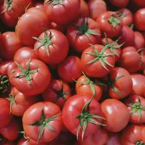 精品山东硬粉西红柿大量供应中产地直发品质好