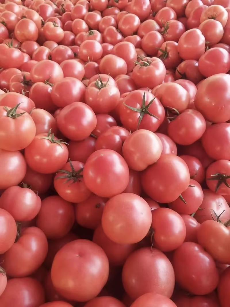 精品山东硬粉西红柿大量供应中产地直发品质好