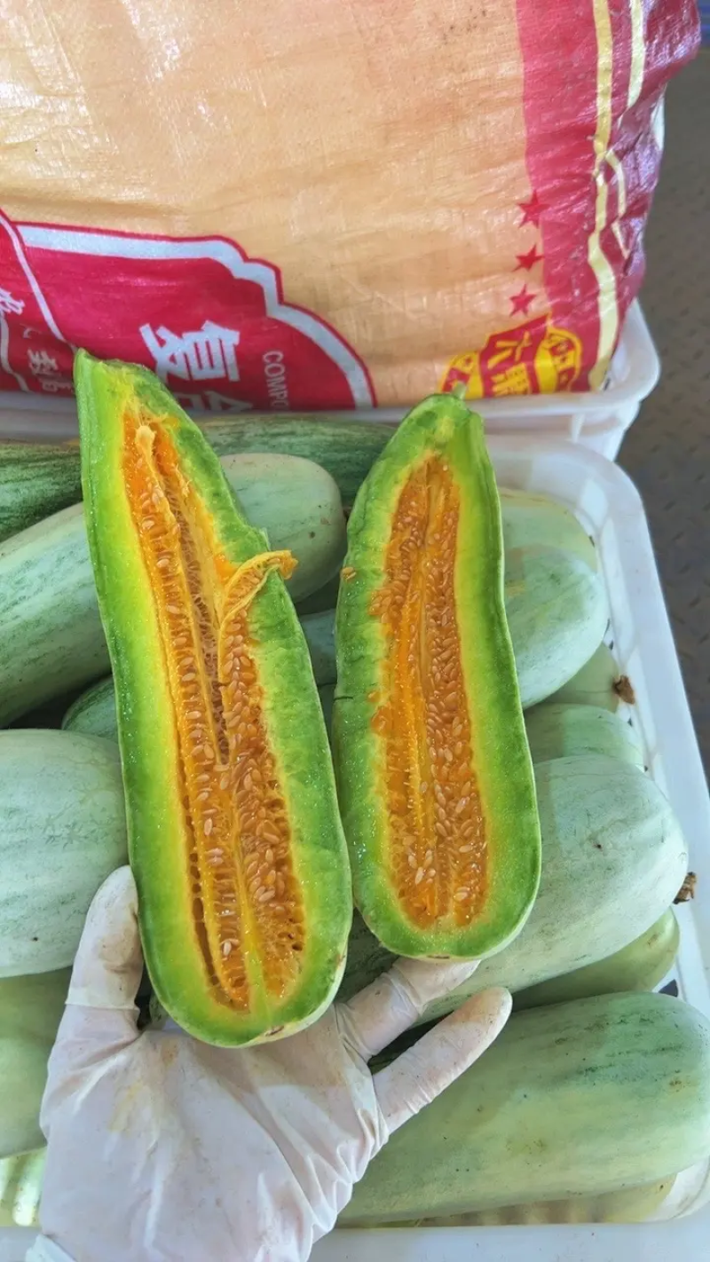 实力供货精品羊角蜜头茬羊角蜜欢迎咨询
