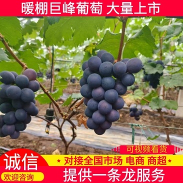 山东巨峰葡萄暖棚果已上市现摘现发量大从优欢迎咨询