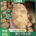 山东土豆精品土豆荷兰十五土豆产地供应全国发货货源充足
