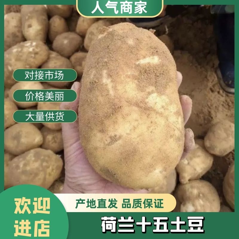 山东土豆精品土豆荷兰十五土豆产地供应全国发货货源充足
