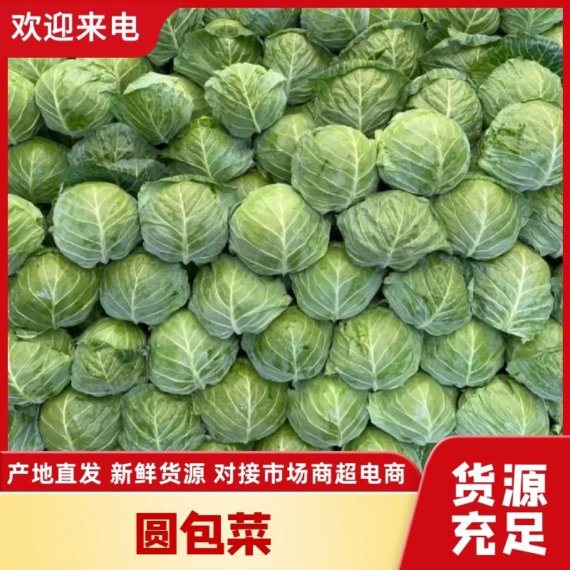 【甘蓝】山东精品甘蓝，货源充足，品质保证，欢迎来电