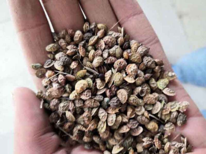 红豆草种子驴食豆青饲牧草林田果园绿肥固氮景观花卉