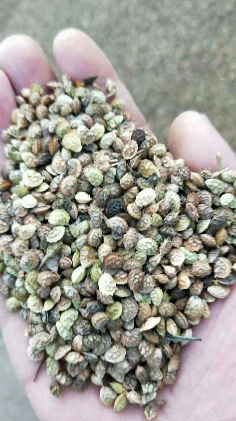 红豆草种子驴食豆青饲牧草林田果园绿肥固氮景观花卉