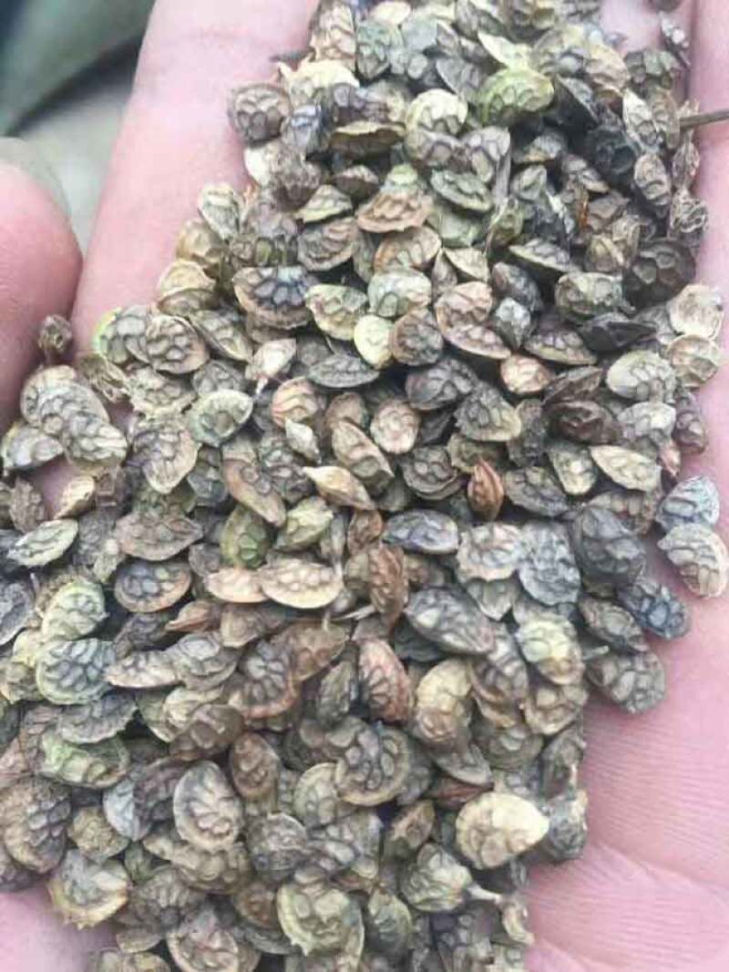 红豆草种子驴食豆青饲牧草林田果园绿肥固氮景观花卉