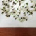 红豆草种子驴食豆青饲牧草林田果园绿肥固氮景观花卉