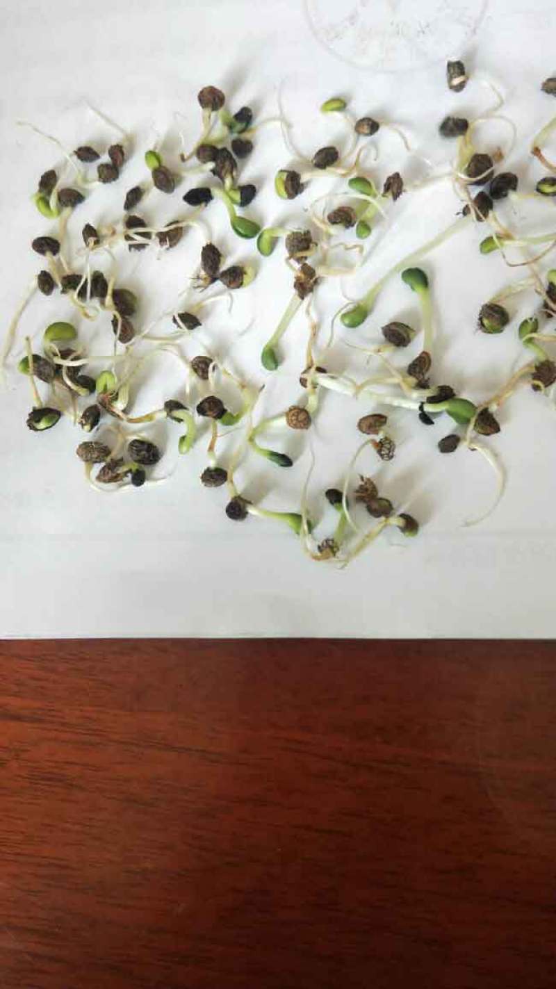 红豆草种子驴食豆青饲牧草林田果园绿肥固氮景观花卉